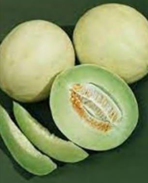 SS MELON HONEYDEW GREEN FLESH