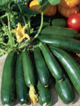SQUASH SPINELESS BEAUTY HYBRID