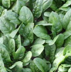 SS SPINACH APACHE