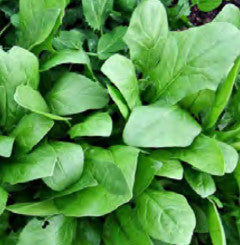 SS SPINACH OLYMPIA