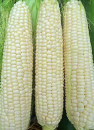SWEETCORN HICKORY KING (DENT CORN)