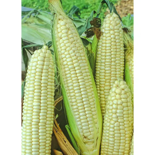 Southern States Seed Division Golden Queen Hybrid Sweetcorn 1/2 lb
