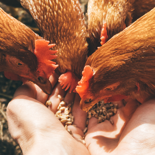 The Complete Deworming Guide: Everything You Need to Keep Your Chickens Worm-Free