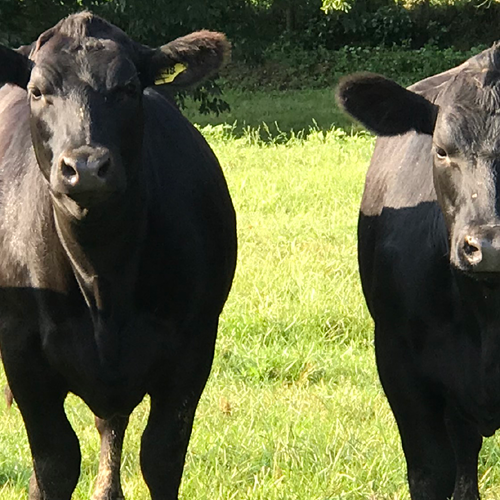 Benefits of Reduced or Low-Stress Livestock Handling