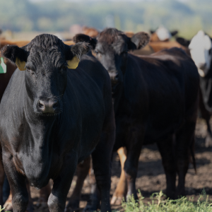 NATIONWIDE: How artificial intelligence is transforming cattle farming