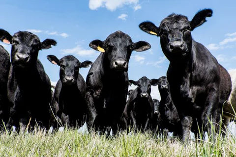 Back Pasture 10 Tips for Successful Fall Pasture Management