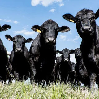 cattle thriving from fall pasture management