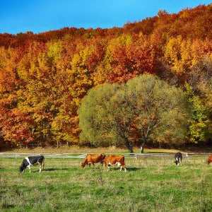 cattle grazing in a fall pasture