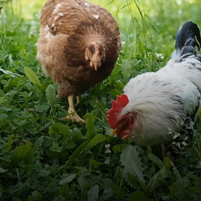 Worms in Your Flock: The Good, the Bad, and the Harmful