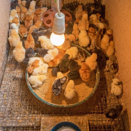 keeping baby chicks warm with a heat lamp