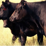 Improve cattle performance with effective fly control