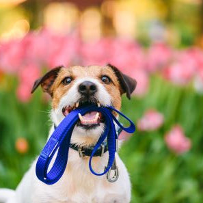 Why Dogs Love To Go For Walks