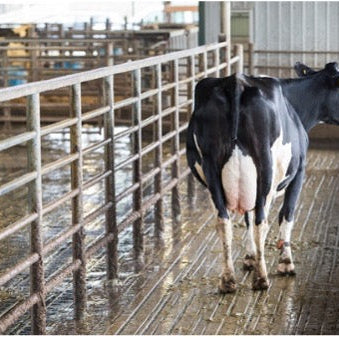 Harnessing manure: Digesters transform waste into sustainable on-farm energy