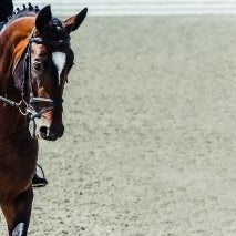 a rider practicing good horse show etiquette