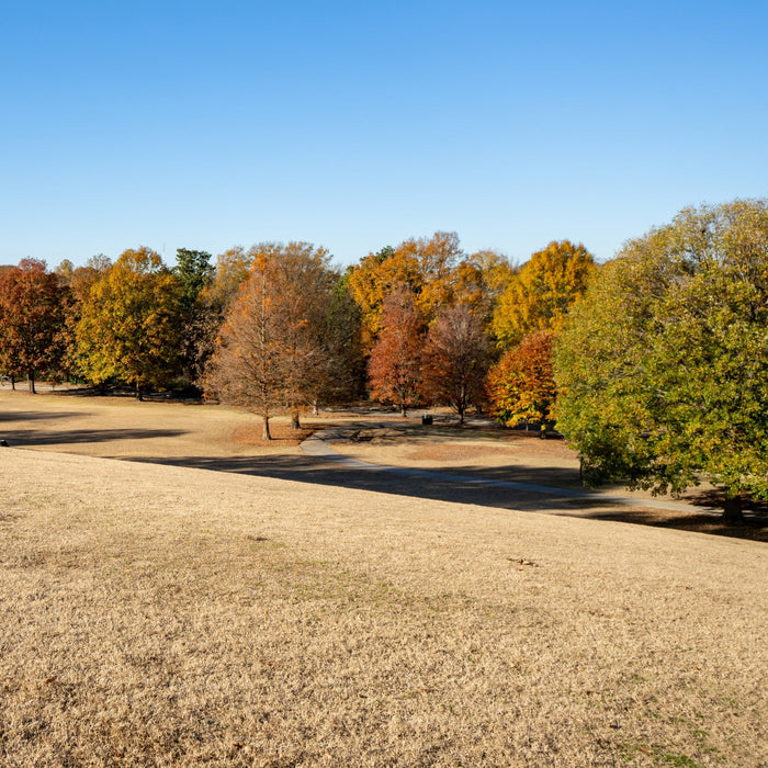 Winter Weed Control in Southeastern Turf