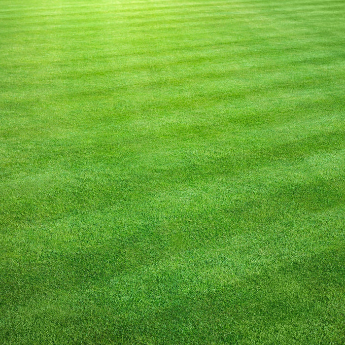 Why Adjuvants Matter for Turf Programs
