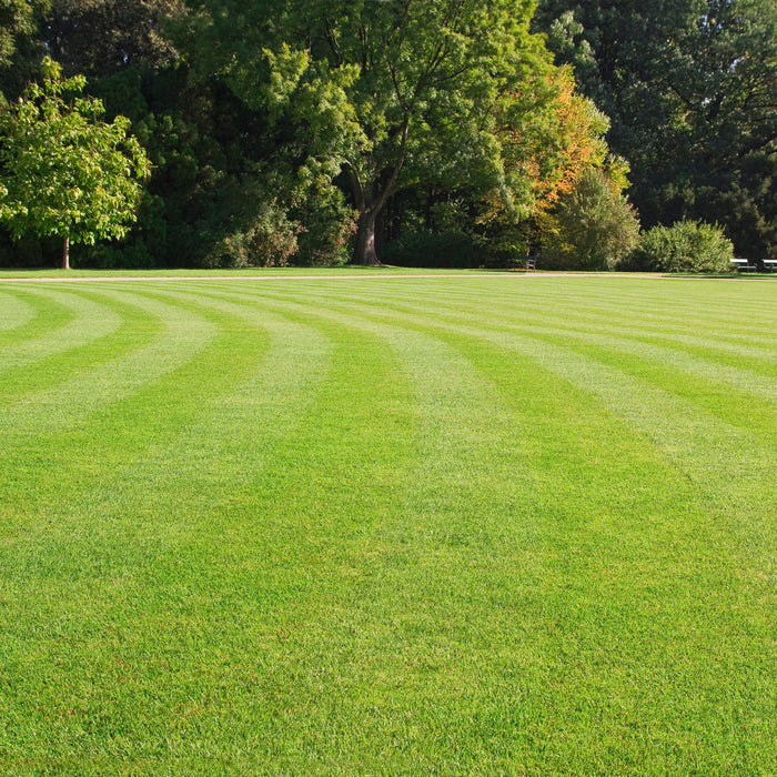 Winter Weed Control in Southeastern Turf