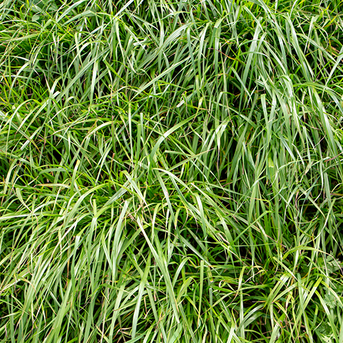 Steps to Stem the Italian Ryegrass Population Explosion