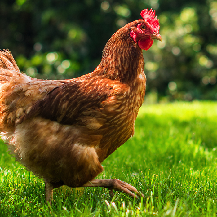 Deworming Your Backyard Chickens