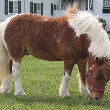 a horse grazing on cool season pasture grasses which can cause laminitis