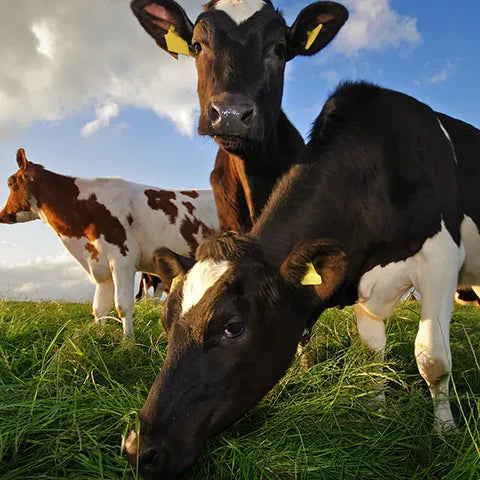 Cows grazing on spring pasture