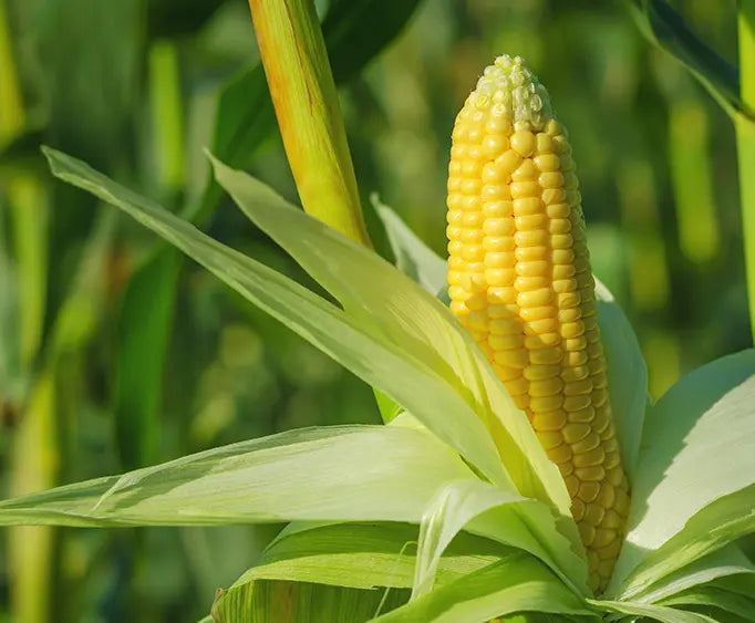 FS INVISION™ SEED CORN