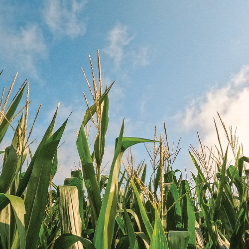 Top-dressing Corn with Excelis Maxx® & BLUE Micro-Balancer Complete