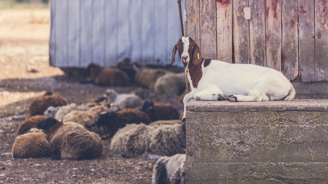Dairy Goat Weight Tape Coburn - Health, Goat Sheep