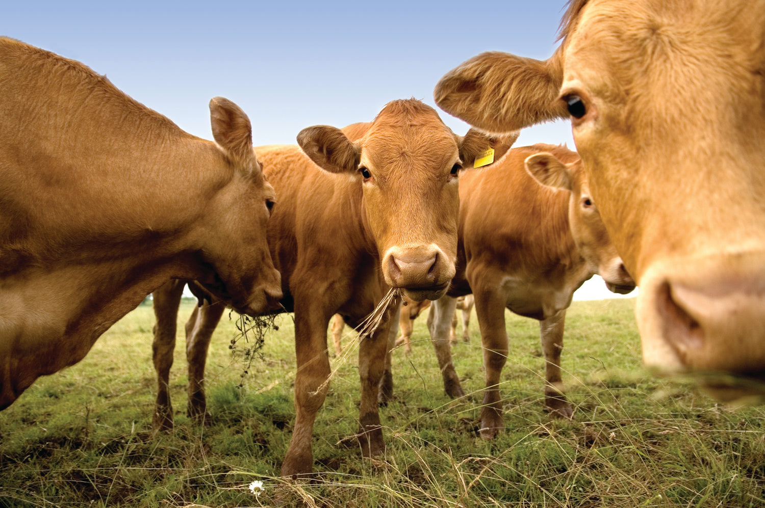 ENJOY SPECIAL FINANCING ON PASTURE NUTRITION AND WEED CONTROL PRODUCTS