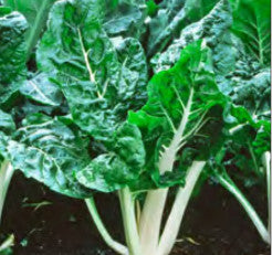 SWISS CHARD LUCULLUS