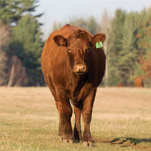 Is your pasture less than ideal?