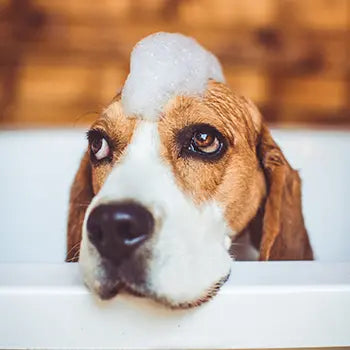Self-serve dog wash