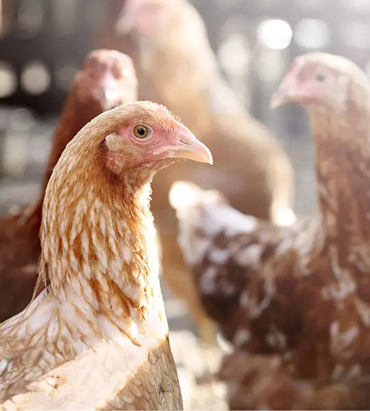 Poultry Guide How-To Guide & Agronomy Insights