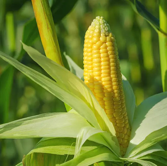 V-5 fungicide applications in corn
