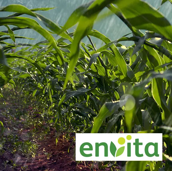 ENVITA IS THE ONLY N-FIXING BACTERIA THAT WORKS FROM WITHIN THE PLANT.