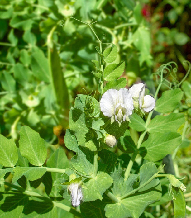 Evolved Harvest Mean Bean Pro Food Plot Seed