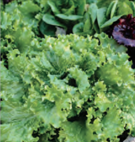 southern states garden seeds LETTUCE Black SEEDED SIMPSON