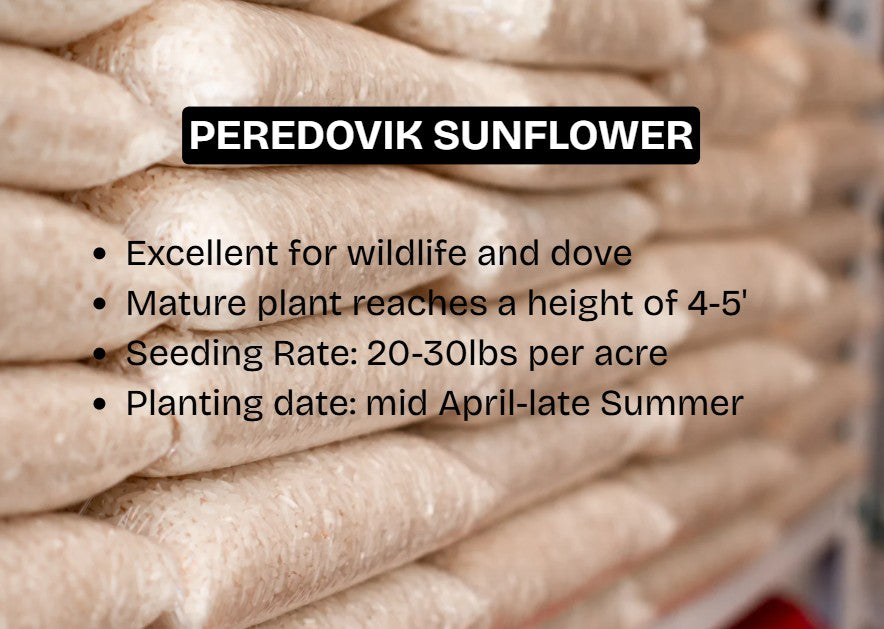 Peredovik Sunflower
