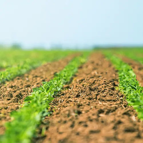 THE IMPORTANCE OF NITROGEN FOR CROP GROWTH