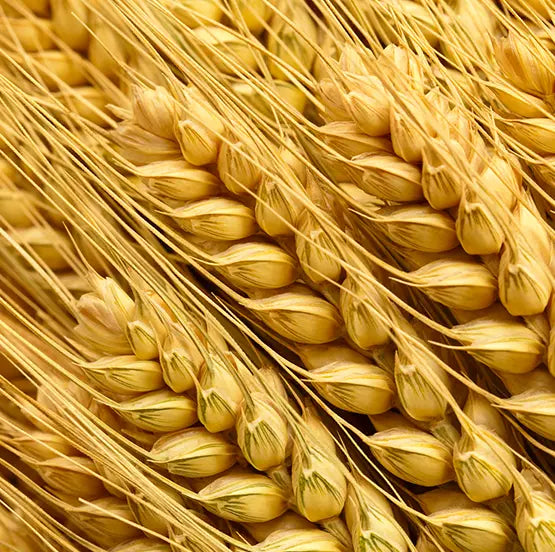 GET THE MOST OUT OF YOUR WHEAT INVESTMENT
