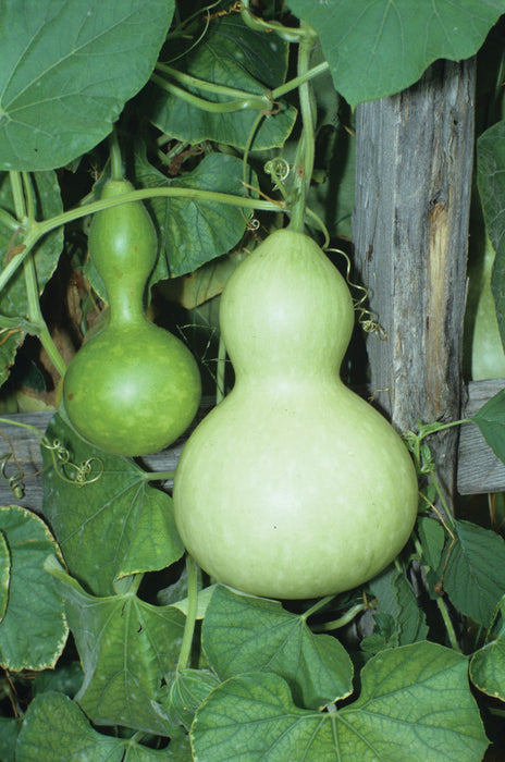 GOURDS BIRDHOUSE