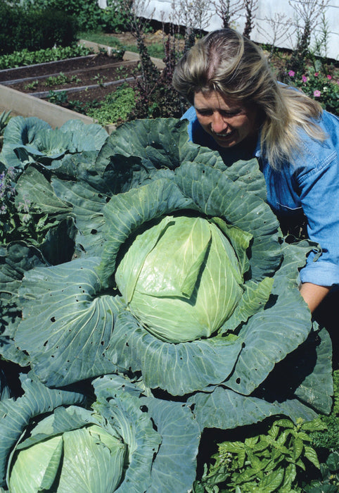 CABBAGE LATE FLAT DUTCH