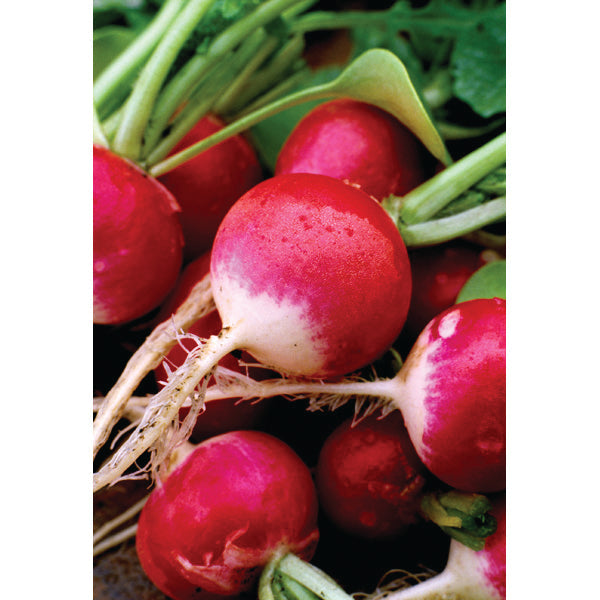 RADISH WHITE TIPPED SCARLET