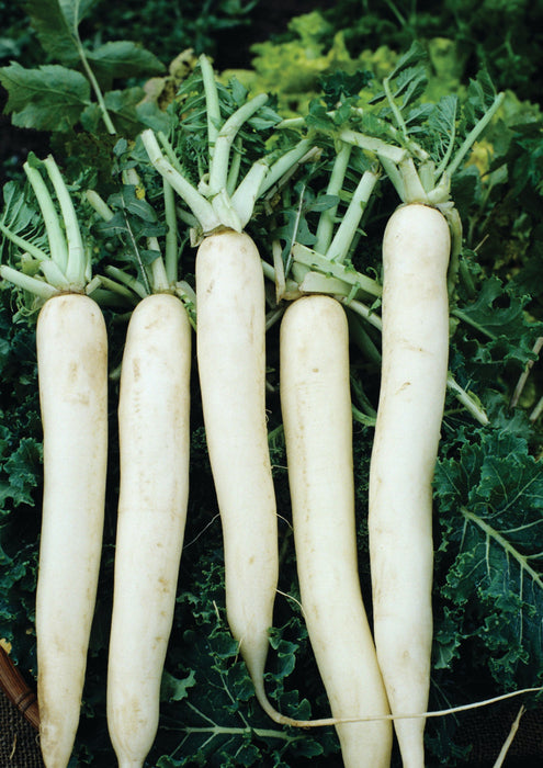 RADISH CHINESE CELESTIAL WHITE