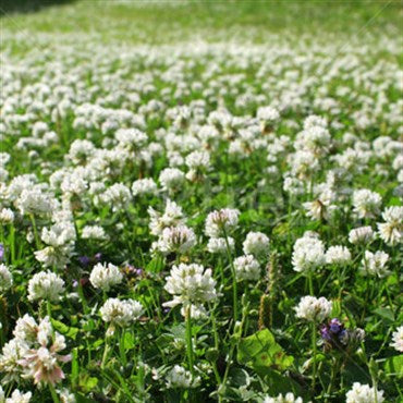 Wetsel Seed Products Clover White Dutch - 50lb