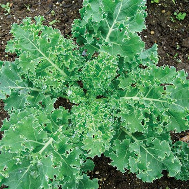 Wetsel Seed Kale - Early Curled Siberian (1 Lb)
