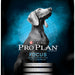 Purina Pro Plan Focus Large Breed Puppy Formula Dry Dog Food