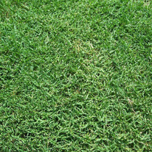 BWI Companies Inc. Common Bermudagrass, Hulled & Coated - 50 lb- SSC