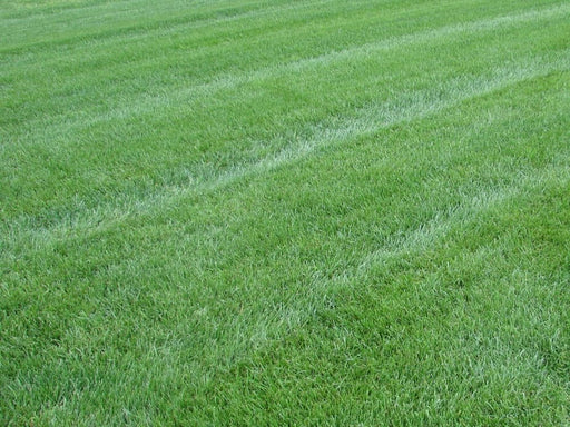 Southern States® Piedmont Tall Fescue Turf